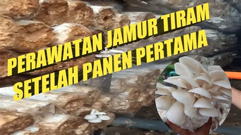 Perawatan Jamur Tiram Setelah Panen Pertama Youtube