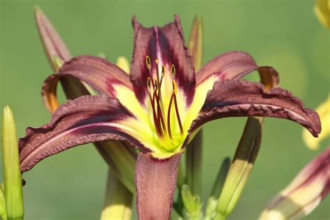 Photo Of The Bloom Of Daylily Hemerocallis Grey Witch Posted By Ina