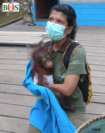 Meryl ein Jahr später Orang Utan retten