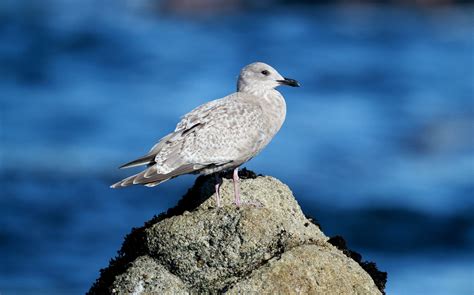 Iceland Gull | Audubon Field Guide