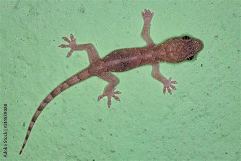 Tropical House Gecko Stock Photo | Adobe Stock