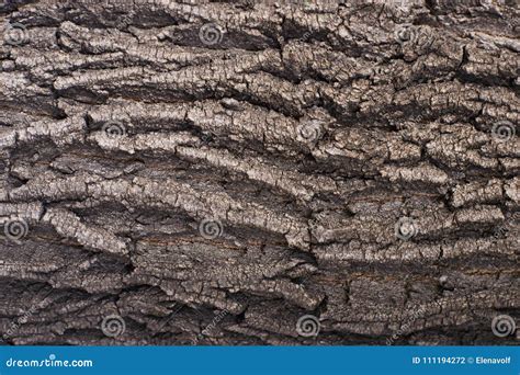 Light Brown Tree Bark Rough Natural Texture Stock Photo Image Of