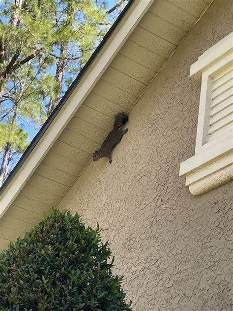 Expert Advice For Handling Squirrel Infestations In Metrowest Orlando