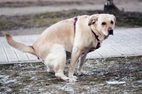 Tipos De Diarrea En Perros Cachorros Adultos Y Ancianos