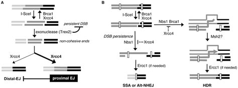 Limiting The Persistence Of A Dsb Causes A Reduction In Repair Pathways