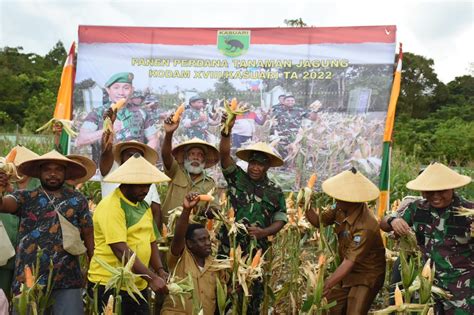 Kodam Xviii Kasuari Gelar Panen Jagung Perdana Secara Serentak Demi