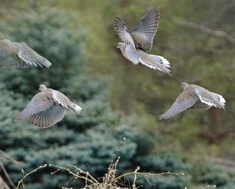 A Complete Guide to Dove Hunting - Project Upland Magazine