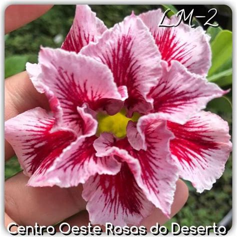 Rosa Do Deserto Muda De Enxerto Lm Flor Dobrada Vermelha