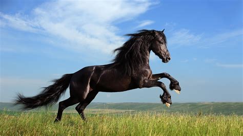 Black Horse 4K HD desktop wallpaper : Widescreen : High Definition ...