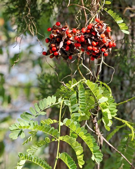 Rosary Pea Abrus Precatorius Doris Leeper Spruce Creek P Flickr