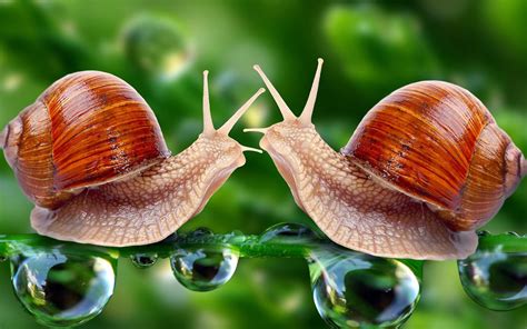 Snails