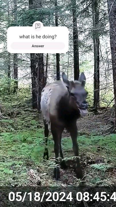 Roosevelt Elk Doing Odd Things Anyone Got A Idea Why He Had His Mouth Open Outdoors Canada