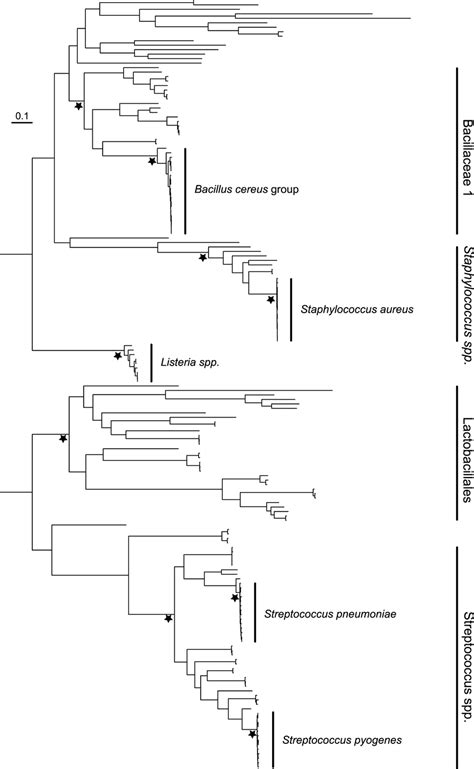 —phylogenetic Tree Of 172 Bacilli Having Complete Genome Sequences