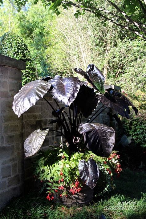 Growing Elephant Ears In Pots Tips And Advice For Success Elephant