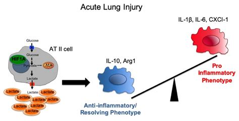 Metabolic Crosstalk Between Alveolar Type Cells And Resident