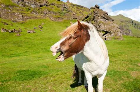 How Do Horses Communicate? With Each Other and People?