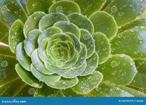 Rosette of leaves stock photo. Image of green, houseleek - 250105576