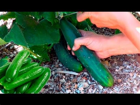 Como Y Cuando Cosechar Pepino Cultivo Del Pepino La Huertina De