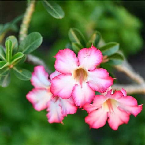 Adenium Desert Rose Plants Online Shop Tropics Home