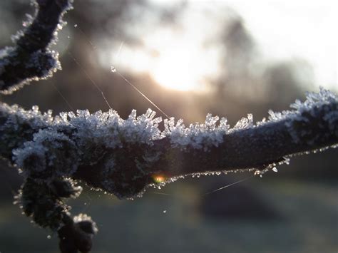 Free Images Tree Water Nature Forest Branch Snow Cold Winter