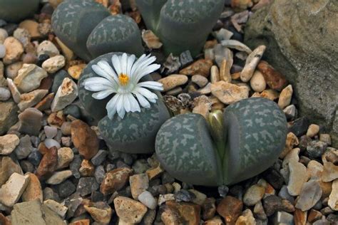 Photo Of The Entire Plant Of Living Stones Lithops Marmorata Posted