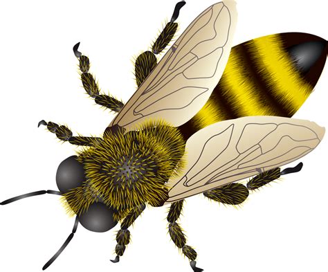 Bee Png Images Transparent Free Download