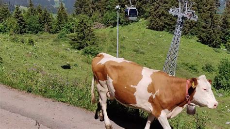 Chill Lofi Bets Swiss Chilled Cow Literally Sunday Chillout Music