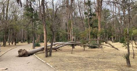 Ordenó juez a Seduvop no derribar árboles del Parque de Morales