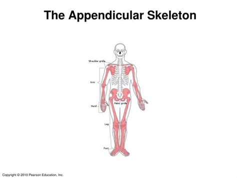 Ppt The Appendicular Skeleton Powerpoint Presentation Free Download