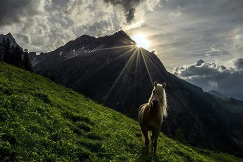 Hd Wallpaper White Horse On Green Grasses Nature Mountains