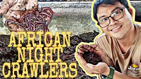 Vermicomposting/African nightcrawlers | Vermicomposting, Organic fertilizer, Worm farm