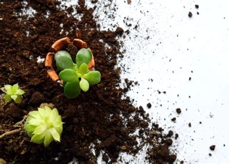 How To Get Seeds From Succulents Gardening Dream