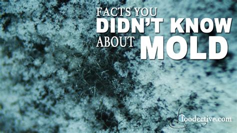 Facts About Mold Facts You Didn T Know About Mold Youtube