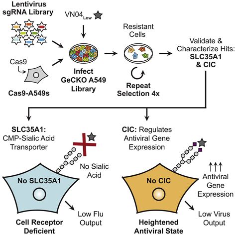 Genome Wide Crisprcas9 Screen Identifies Host Factors Essential For