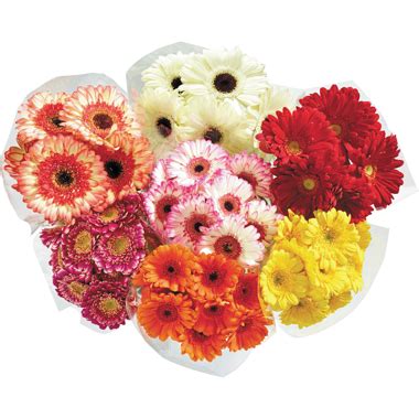 PC Gerbera Daisy Bunch PC Ca