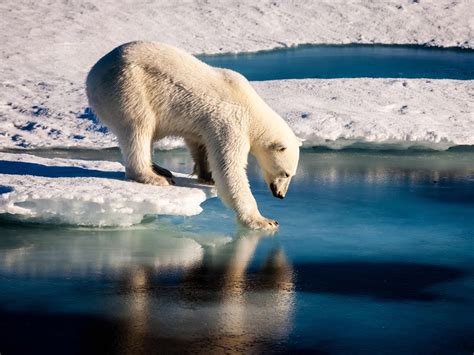 The real story behind the famous starving polar-bear video reveals more ...