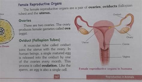 The Female Reproductive Organs Are A Pair Of Ovaries Oviducts Fallopian