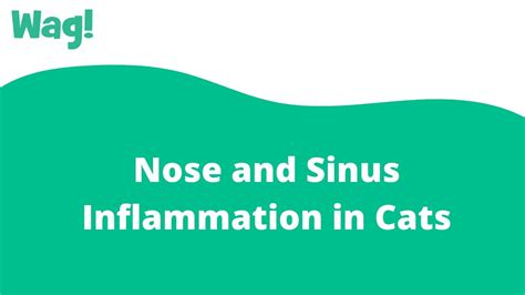 Nose And Sinus Inflammation In Cats Wag Youtube