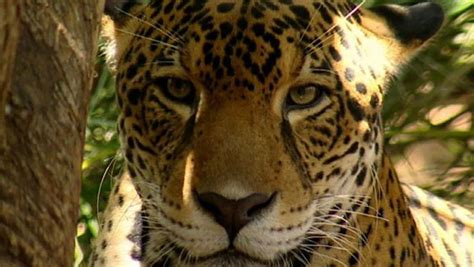 The jaguars of Corcovado National Park, Costa Rica | Britannica