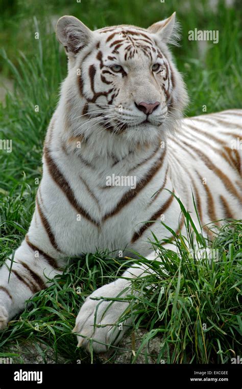 White Bengal Tiger Indian Tiger Lying In Grass Portrait Stock Photo