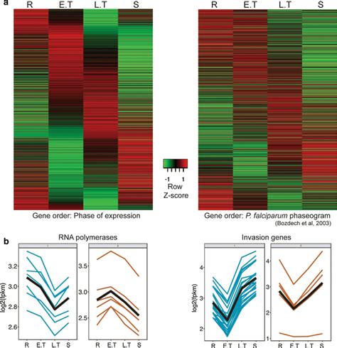 Time Series Transcriptome Of Plasmodium Vinckei Vinckei Cy A Heat Maps Download Scientific