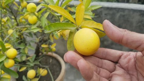 Harvest Yellow Juicy Lemons Year 2021 With Tips At Asim Rooftop Garden