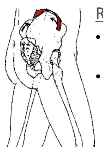 Ortho IV 1 4 I SIJ Anatomy Biomechanics Dysfunction Flashcards