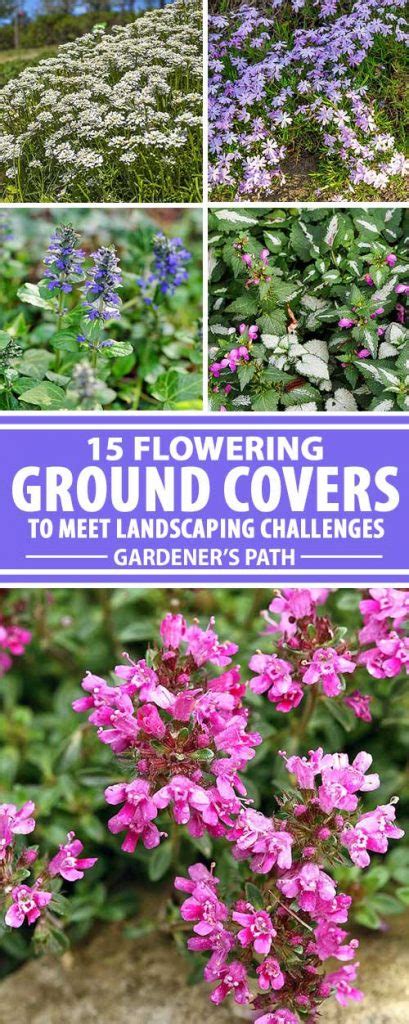 15 Of The Best Flowering Ground Covers Gardeners Path