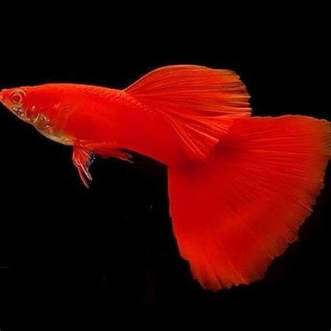 Jual Ikan Guppy Albino Full Red Ikan Hias Guppy Merah Albino Ikan