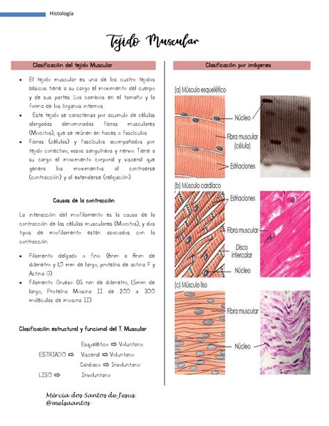 Tejidos Muscular Y Contracci N R Sum S De Histologie Docsity