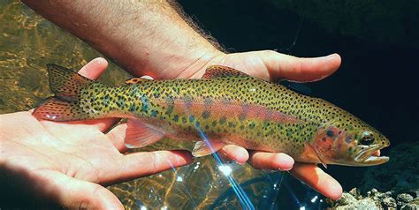 Wild Or Hatchery Trout Virginia Dwr