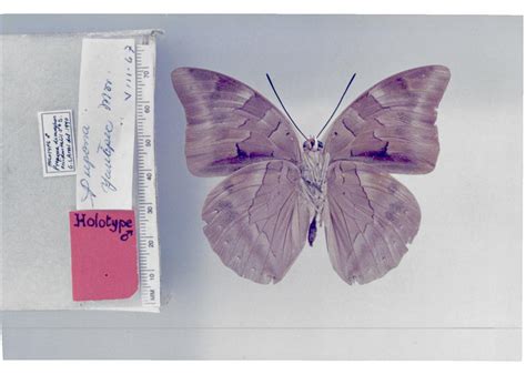 archaeoprepona demophon occidentalis type specimens