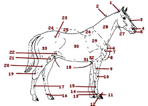 Horse Veterinarian Equine Anatomy San Diego