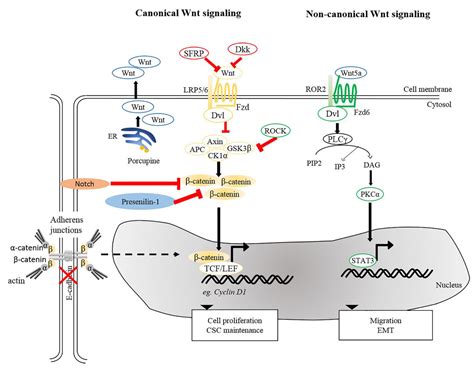 Wnt Signaling Pathway Cancer